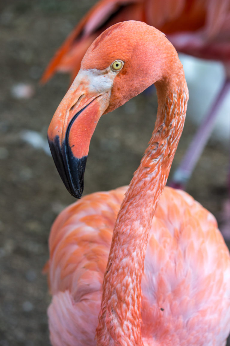 animal-list-birmingham-zoo