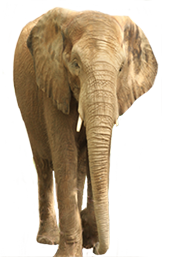 Featured Animal