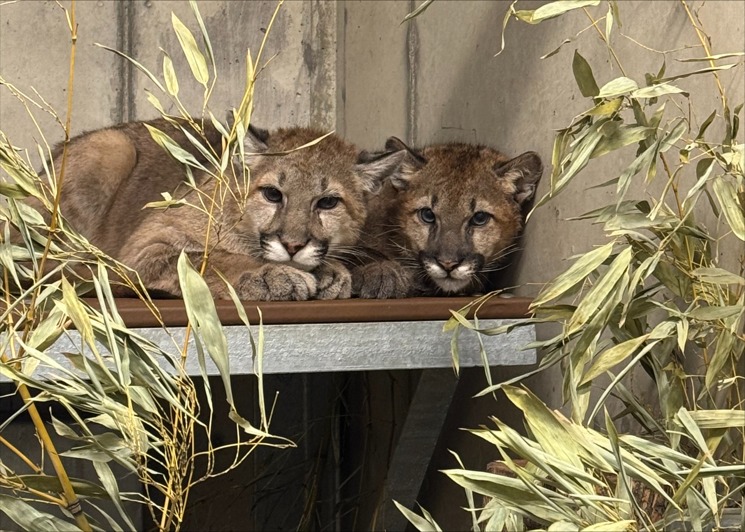 Birmingham Zoo Welcomes Spruce from Oakland Zoo | Birmingham Zoo